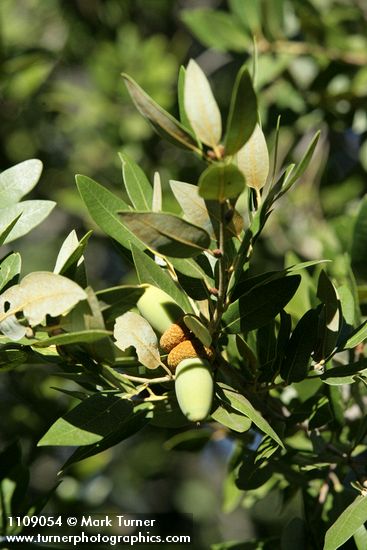 Canyon Live Oak acorns among foliage