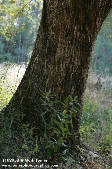 Canyon Live Oak trunk