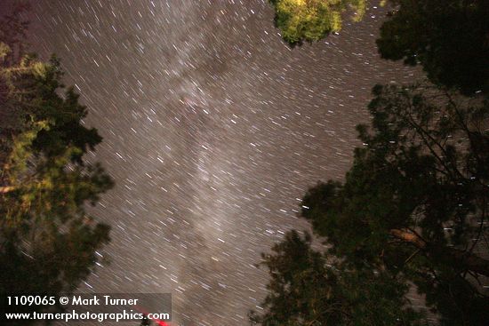 Star trails framed by Gray Pines