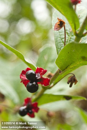 Black Twinberry fruit among foliage