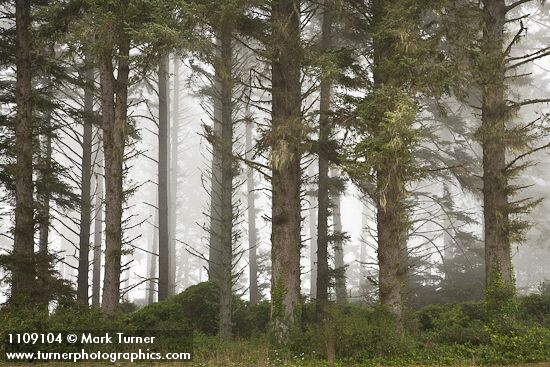 Sika Spruce forest w/ coastal fog