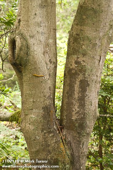 Pacific Wax-myrtle trunk