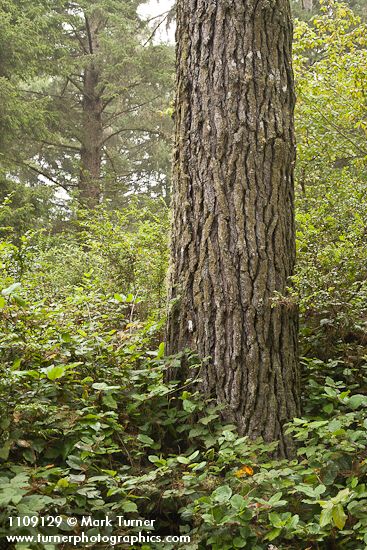 Bishop Pine trunk w/ Salal understory