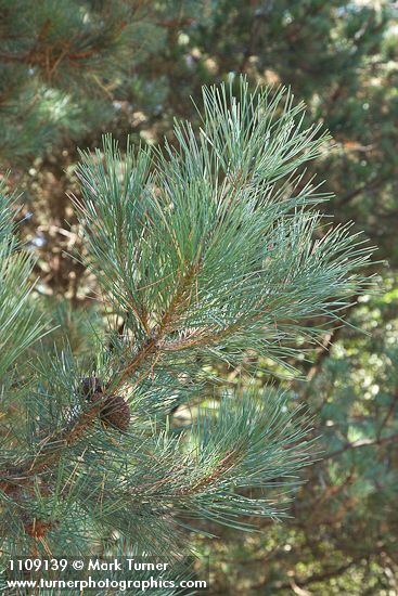 Bishop Pine foliage & cone