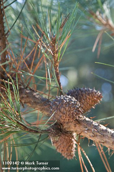 Bishop Pine cones
