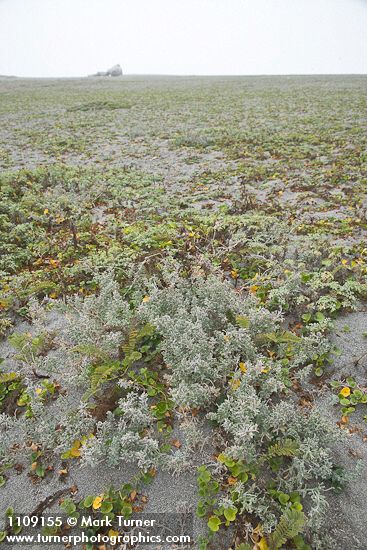 Beach Saltbush w/ Beach Morning-glory foliage