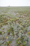 Beach Saltbush w/ Beach Morning-glory foliage
