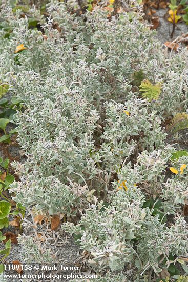 Beach Saltbush