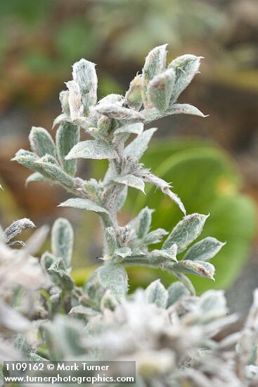 Beach Saltbush foliage