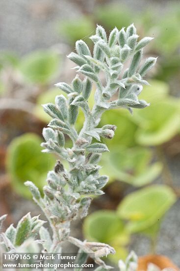 Beach Saltbush foliage