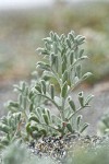 Beach Saltbush foliage