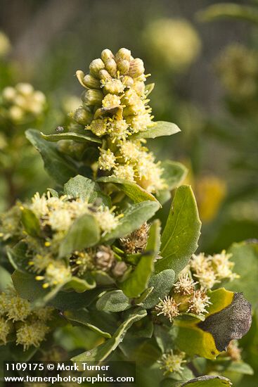 Chaparral Broom blossoms & foliage