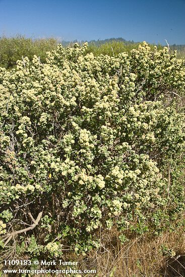 Chaparral Broom