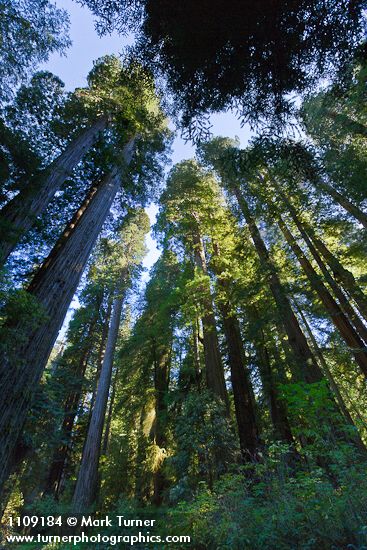 Redwoods, view up to crowns