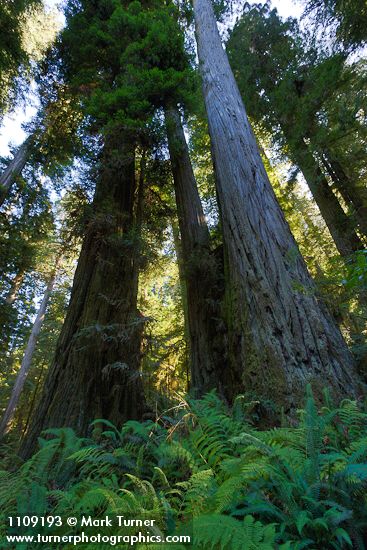 Redwoods, view up to crowns w/ Lady Ferns at base