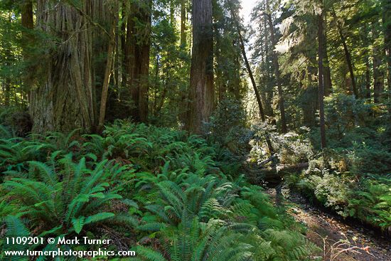 Redwoods w/ Sword Ferns