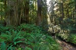 Redwoods w/ Sword Ferns