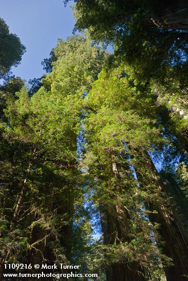Redwoods view up to crowns