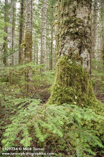 Silver Fir trunks w/ Western Hemlock saplings