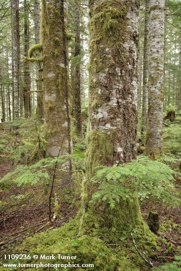 Silver Fir trunks w/ Western Hemlock saplings