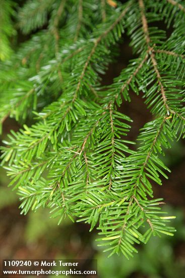 Silver Fir foliage
