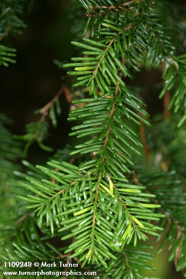 Silver Fir foliage