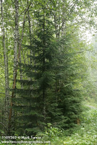 Silver Fir young tree