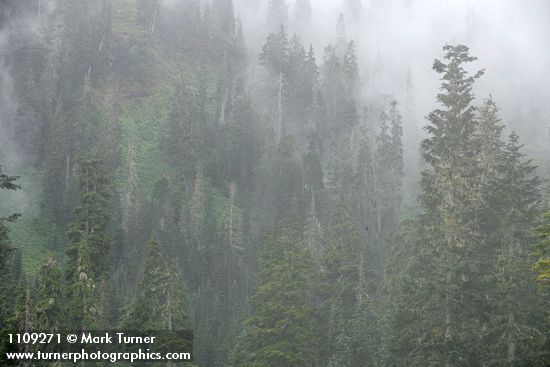 Silver Firs & Mountain Hemlocks