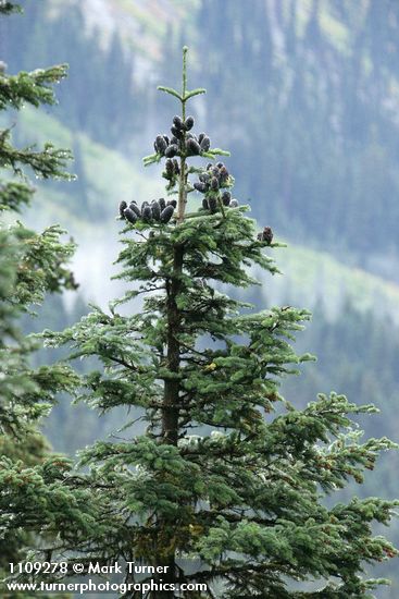 Silver Fir crown w/ cones
