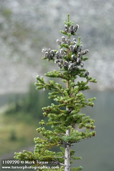 Subalpine Fir crown w/ cones