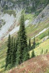 Subalpine Firs on steep slope