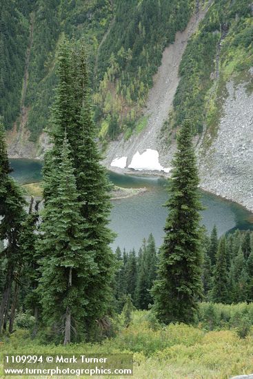 Subalpine Firs above Lake Ann