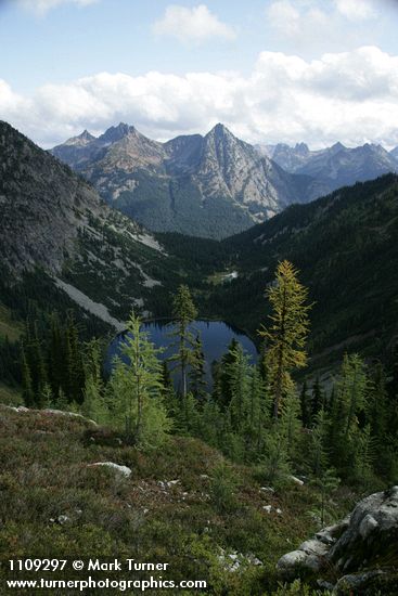 Subalpine Larches above Lake Ann