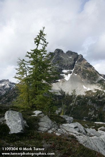 Subalpine Larch w/ Corteo Peak bkgnd