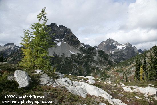 Subalpine Larch w/ Corteo & Black Peaks bkgnd