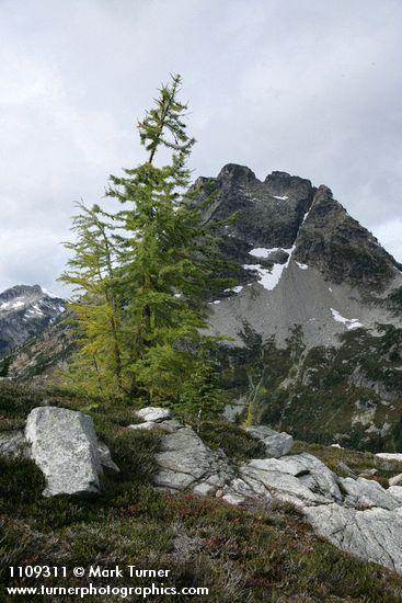 Subalpine Larch w/ Corteo Peak bkgnd