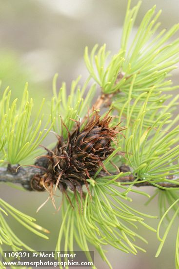 Subalpine Larch cone among foliage