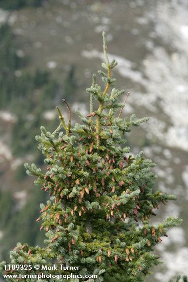 Engelmann spruce crown w/ cones