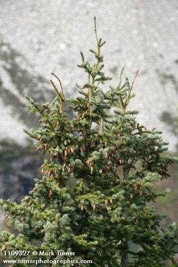 Engelmann spruce crown w/ cones