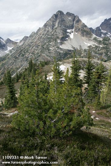 Whitebark Pine w/ Corteo Peak bkgnd