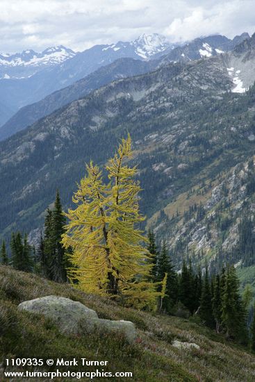 Subalpine Larch in subalpine landscape