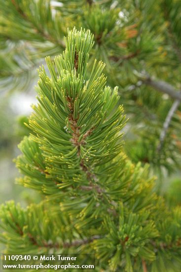 Whitebark Pine foliage