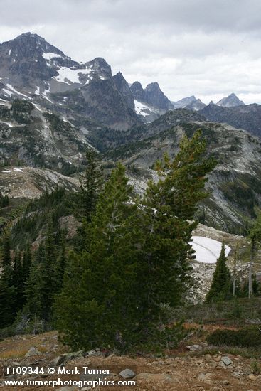 Whitebark Pine in subalpine landscape