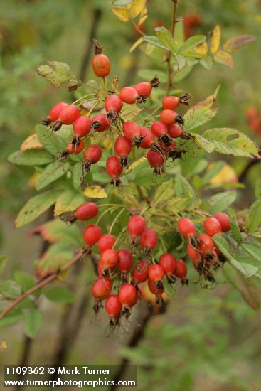 Clustered Wild Rose hips among foliage