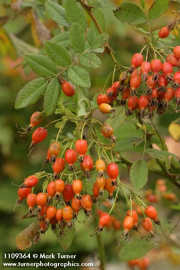 Clustered Wild Rose hips among foliage