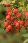 Clustered Wild Rose hips