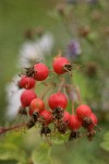 Clustered Wild Rose hips