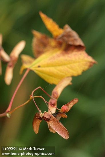 Vine Maple samaras w/ yellowing leaf soft bkgnd