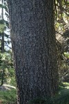 Whitebark Pine trunk