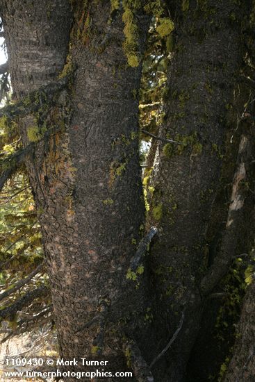 Whitebark Pine trunks